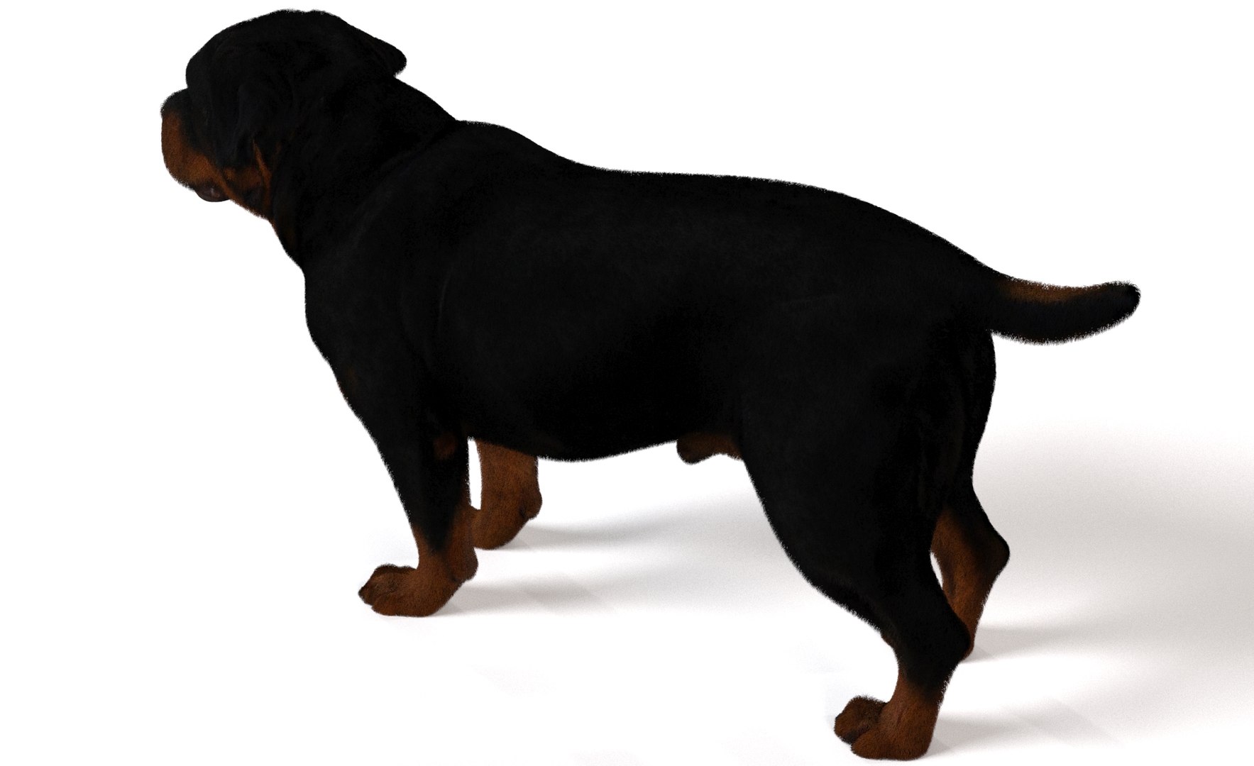 Dog Pack model https://p.turbosquid.com/ts-thumb/rL/e7yYw5/pp/15/jpg/1734359464/1920x1080/fit_q87/ccbeddc3df67dc7bd8d72ee8f4bfdf473b275466/15.jpg