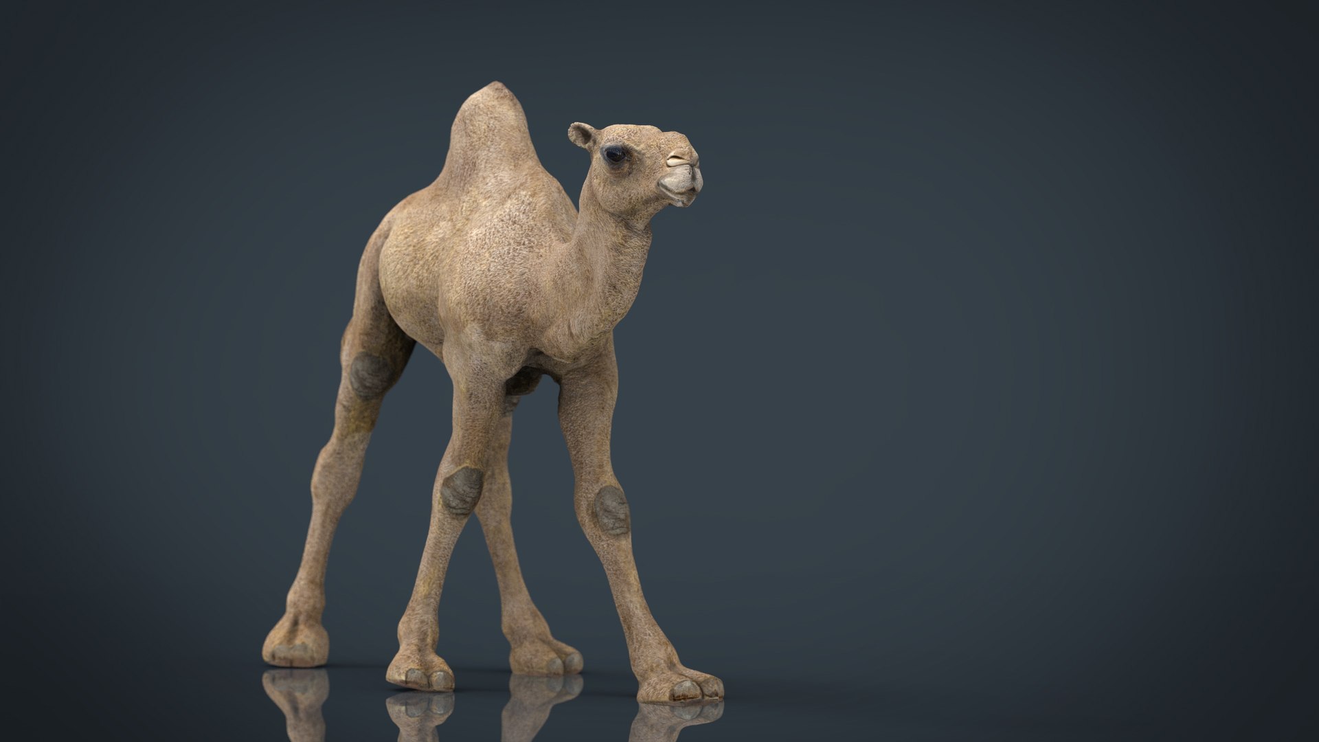 camel stl 3d max https://p.turbosquid.com/ts-thumb/rL/jnjcew/4OFNGKAd/camel.1107/jpg/1487494260/1920x1080/fit_q87/97d4bec00d19987301363544bc3a0e7320058432/camel.1107.jpg