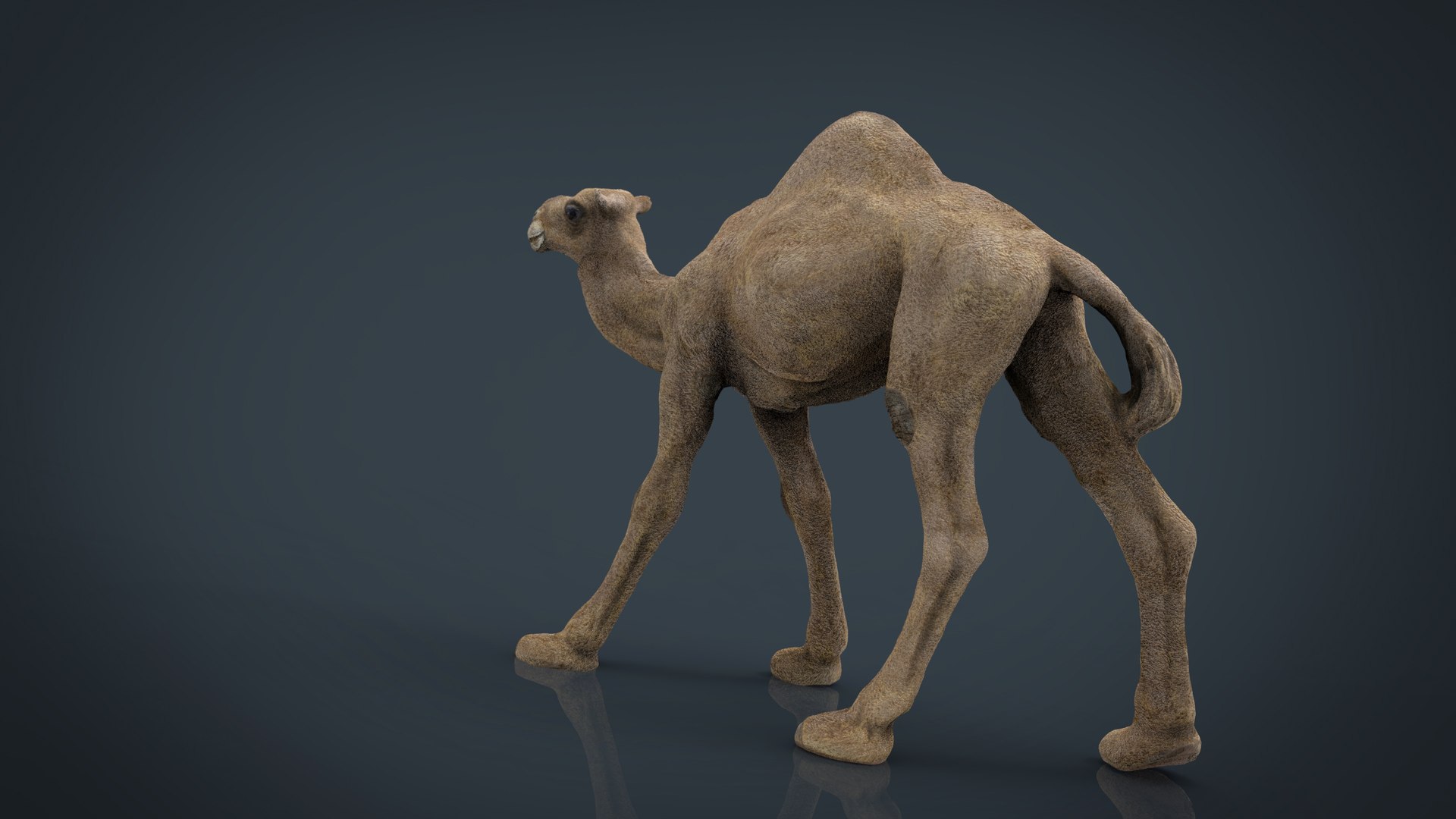 camel stl 3d max https://p.turbosquid.com/ts-thumb/rL/jnjcew/5qpbdKTZ/camel.1110/jpg/1487494260/1920x1080/fit_q87/cb99e9678b7cc35de60d536b52ab4be5f7691e0e/camel.1110.jpg