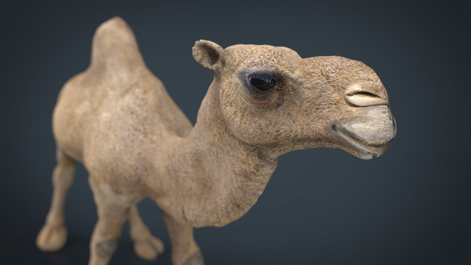 camel stl 3d max https://p.turbosquid.com/ts-thumb/rL/jnjcew/iiqmQN2y/camel.1109/jpg/1487494260/1920x1080/fit_q87/553fa00e418a460732231e4755672c1efa86ceb7/camel.1109.jpg