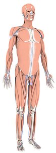 Complete Human Anatomy Model