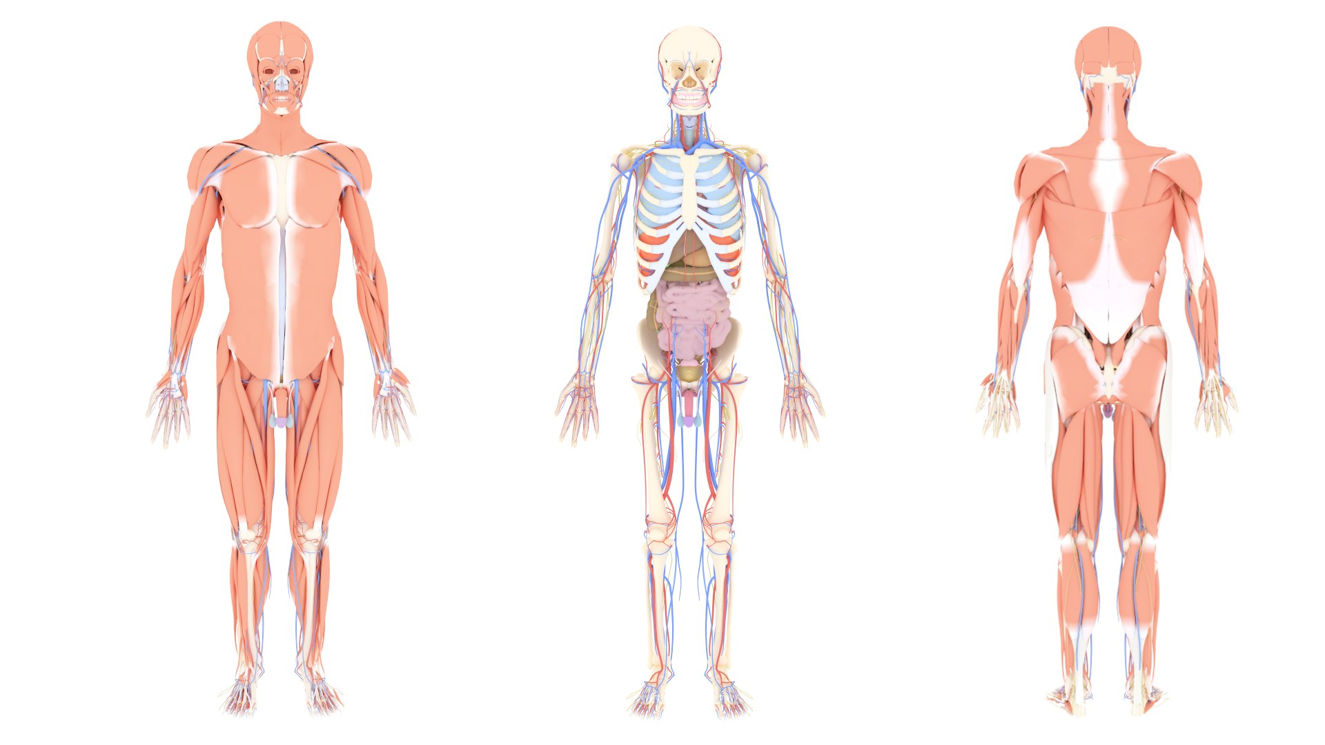 Human Body Complete Anatomy 3D Model - TurboSquid 1346162