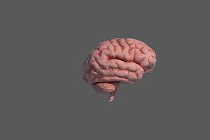 3D human brain pbr model