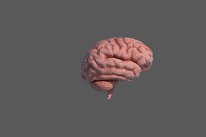 Low Poly Human Brain Anatomy PBR