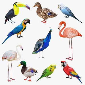 Exotic and Tropical Birds 10 in 1