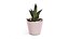 Decorative Indoor Plants Collection