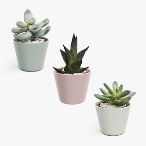 Decorative Indoor Plants Collection 3D