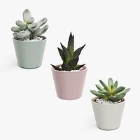 Decorative Indoor Plants Collection