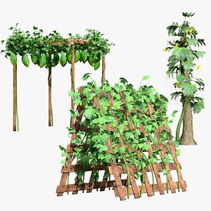 Bitter Gourd Vine 3D Model Collection