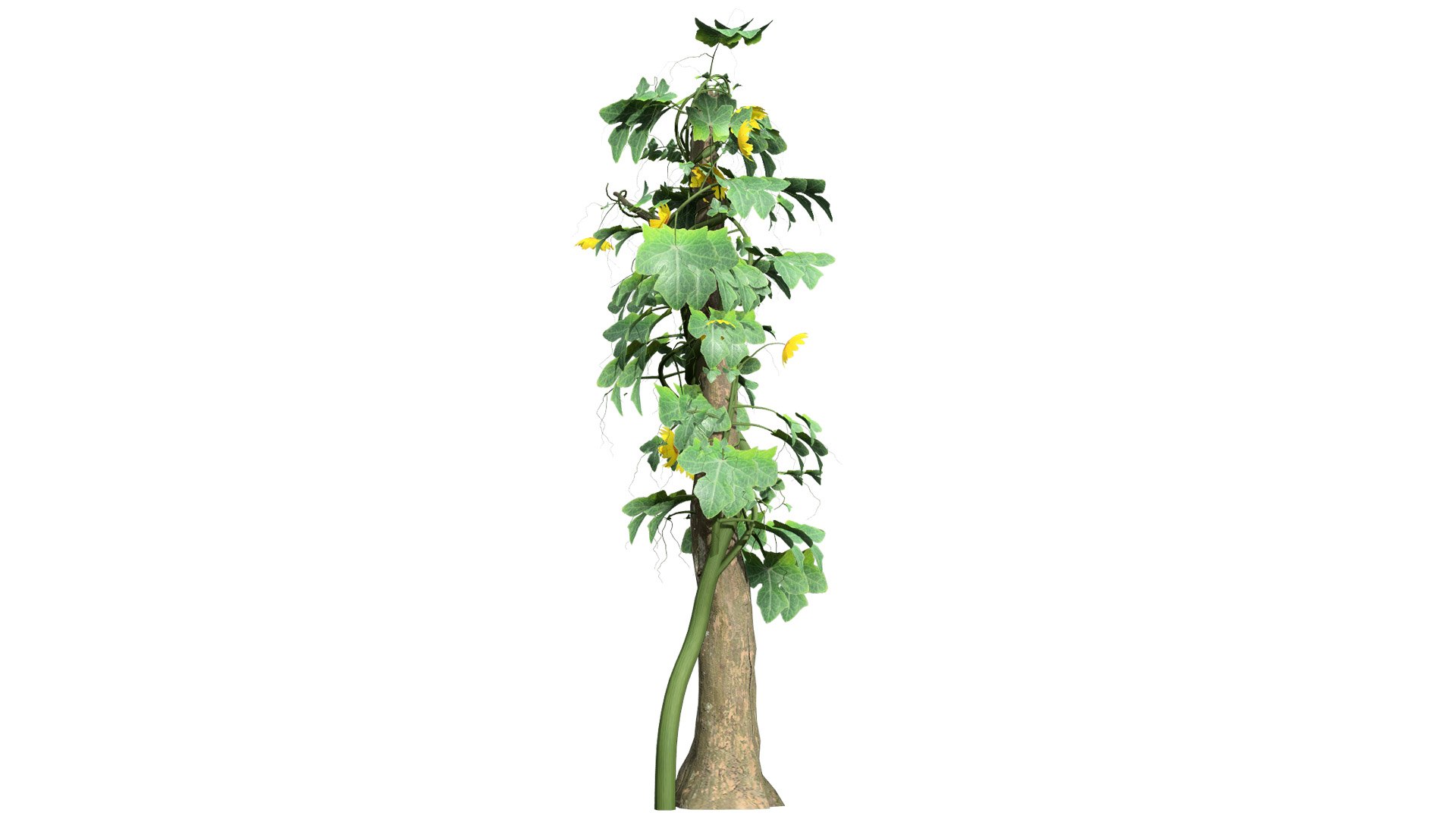 Bitter Gourd Vine 3D Model Collection 3D model https://p.turbosquid.com/ts-thumb/rM/ZaH58A/Km/02bittergourdplantonwoodtrunk02l/jpg/1761079019/1920x1080/fit_q87/7ec85396a62a1d025c523609fcfc1b125cd426bd/02bittergourdplantonwoodtrunk02l.jpg