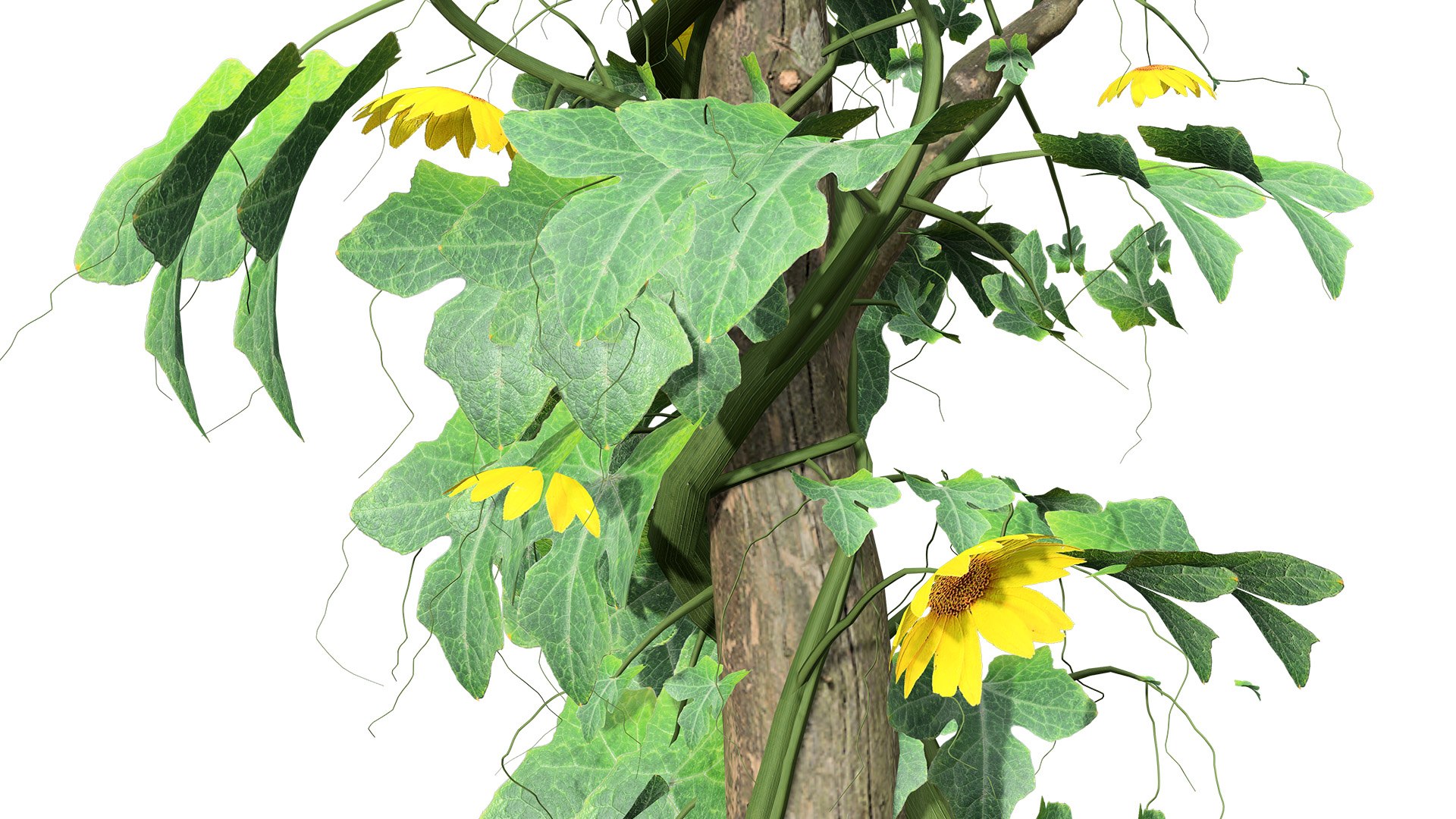 Bitter Gourd Vine 3D Model Collection 3D model https://p.turbosquid.com/ts-thumb/rM/ZaH58A/fV/02bittergourdplantonwoodtrunkz32l/jpg/1761079020/1920x1080/fit_q87/4f85ce7783086a0842e9f591a75043598bd2a237/02bittergourdplantonwoodtrunkz32l.jpg