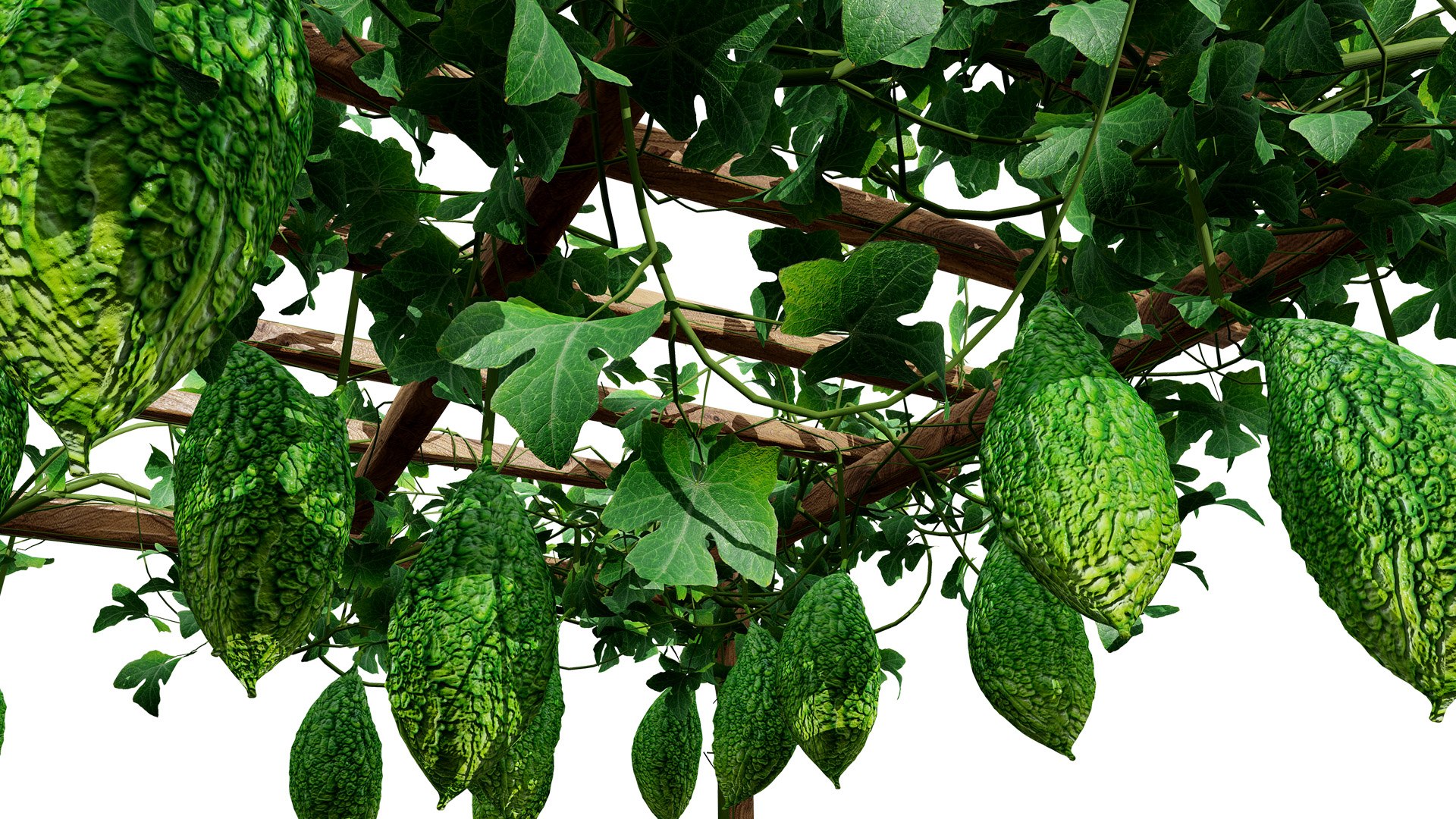 Bitter Gourd Vine 3D Model Collection 3D model https://p.turbosquid.com/ts-thumb/rM/ZaH58A/iG/bittergourdplantivyz32l/jpg/1761079022/1920x1080/fit_q87/065e47eeea0ae58a481e2763a9c4ab73288db9f4/bittergourdplantivyz32l.jpg