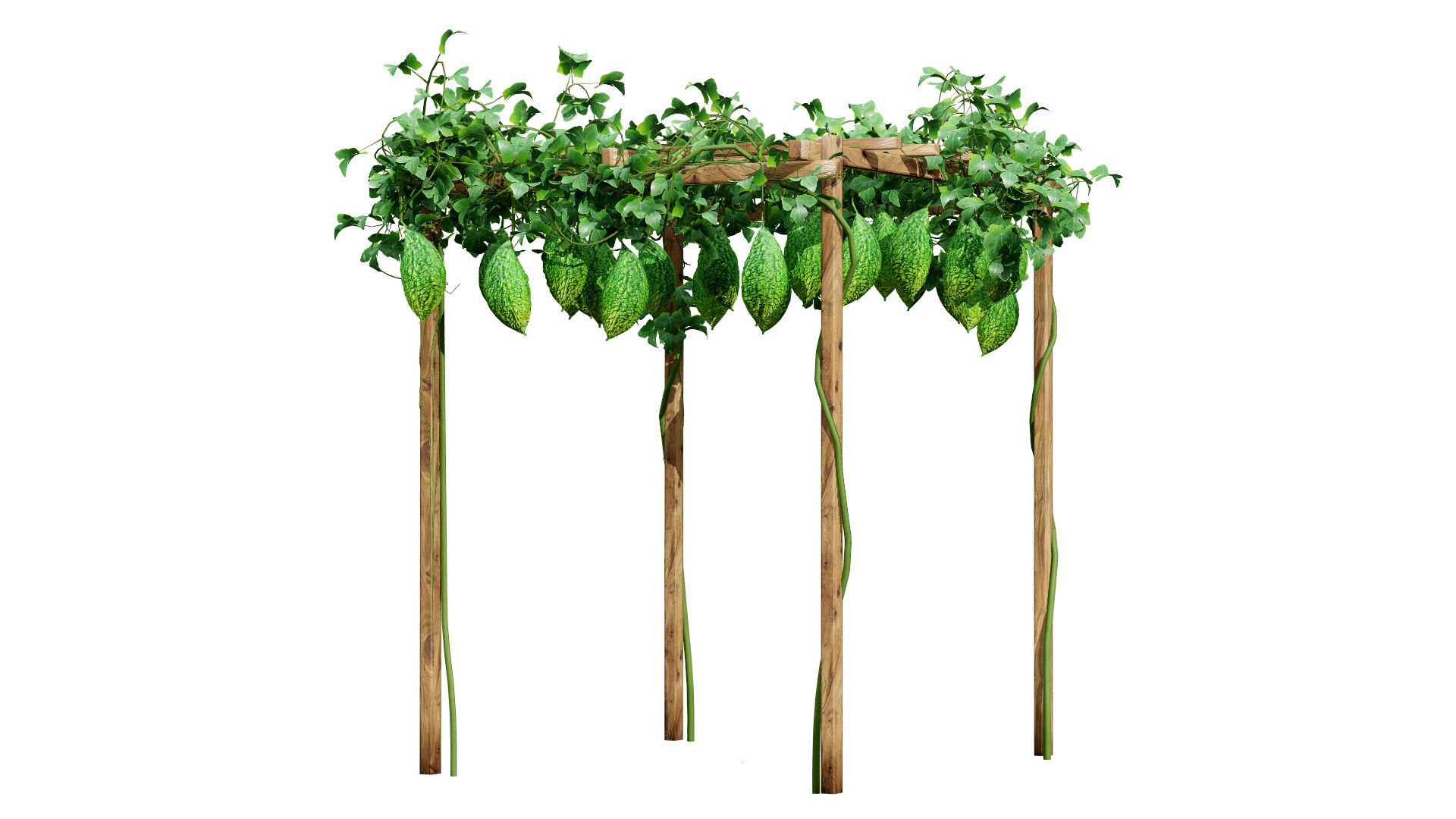 Bitter Gourd Vine 3D Model Collection 3D model https://p.turbosquid.com/ts-thumb/rM/ZaH58A/l7/bittergourdplantivyl/jpg/1761079021/1920x1080/fit_q87/76968240ab488e61db551249312be4ece759757a/bittergourdplantivyl.jpg