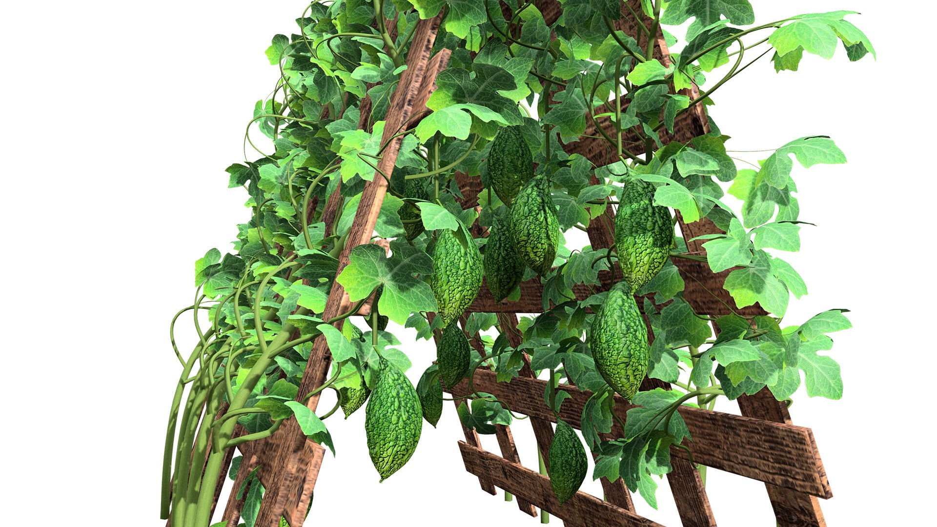Bitter Gourd Vine 3D Model Collection 3D model https://p.turbosquid.com/ts-thumb/rM/ZaH58A/s3/03bittergourdplantivyonmeshz32l/jpg/1761079021/1920x1080/fit_q87/308a5ab480f14534c7e946bb5571ea0066636f10/03bittergourdplantivyonmeshz32l.jpg
