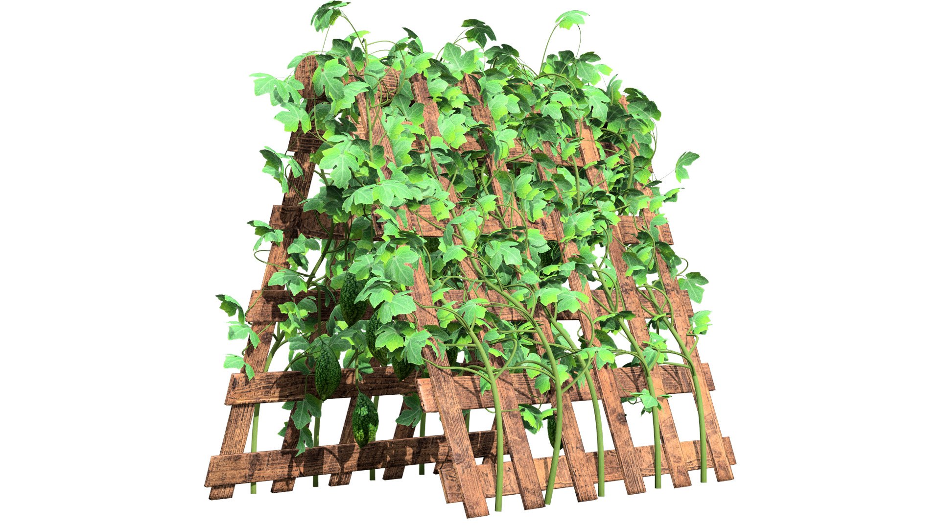 Bitter Gourd Vine 3D Model Collection 3D model https://p.turbosquid.com/ts-thumb/rM/ZaH58A/yN/0103bittergourdplantivyonmeshl/jpg/1761079019/1920x1080/fit_q87/a5051ac30a3ff7dfe7a313a43c4171e6322e8b6e/0103bittergourdplantivyonmeshl.jpg