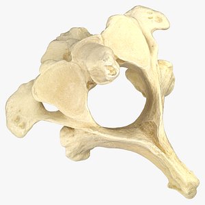Pavian Monkey Male Cervical Vertebrae C2 Axis1