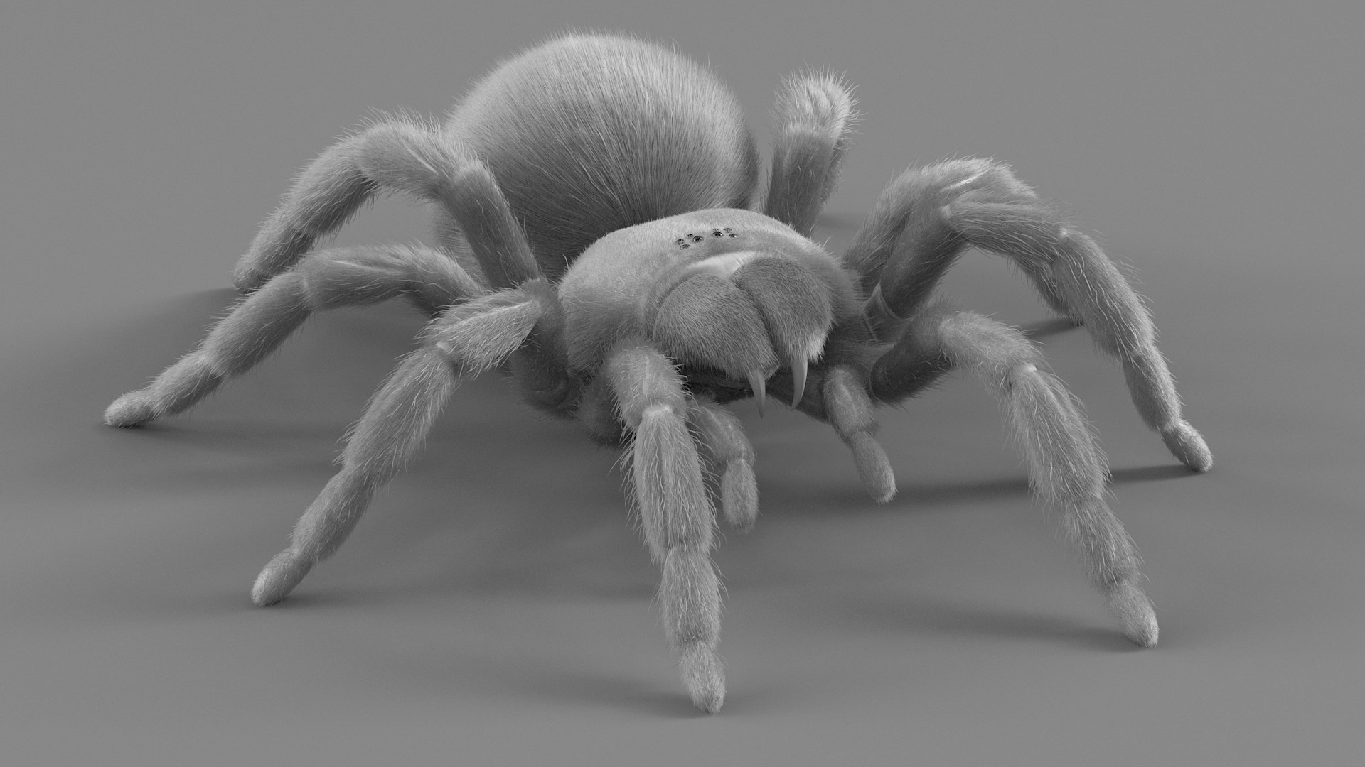 3D Tarantula Spider Rigged Xgen https://p.turbosquid.com/ts-thumb/rM/b5aDKY/0r/tarantula_25/jpg/1726819812/1920x1080/fit_q87/4550fc4093eafb1e80e6c3ca5c7f60ed1c413965/tarantula_25.jpg