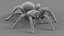 3D Tarantula Spider Rigged Xgen