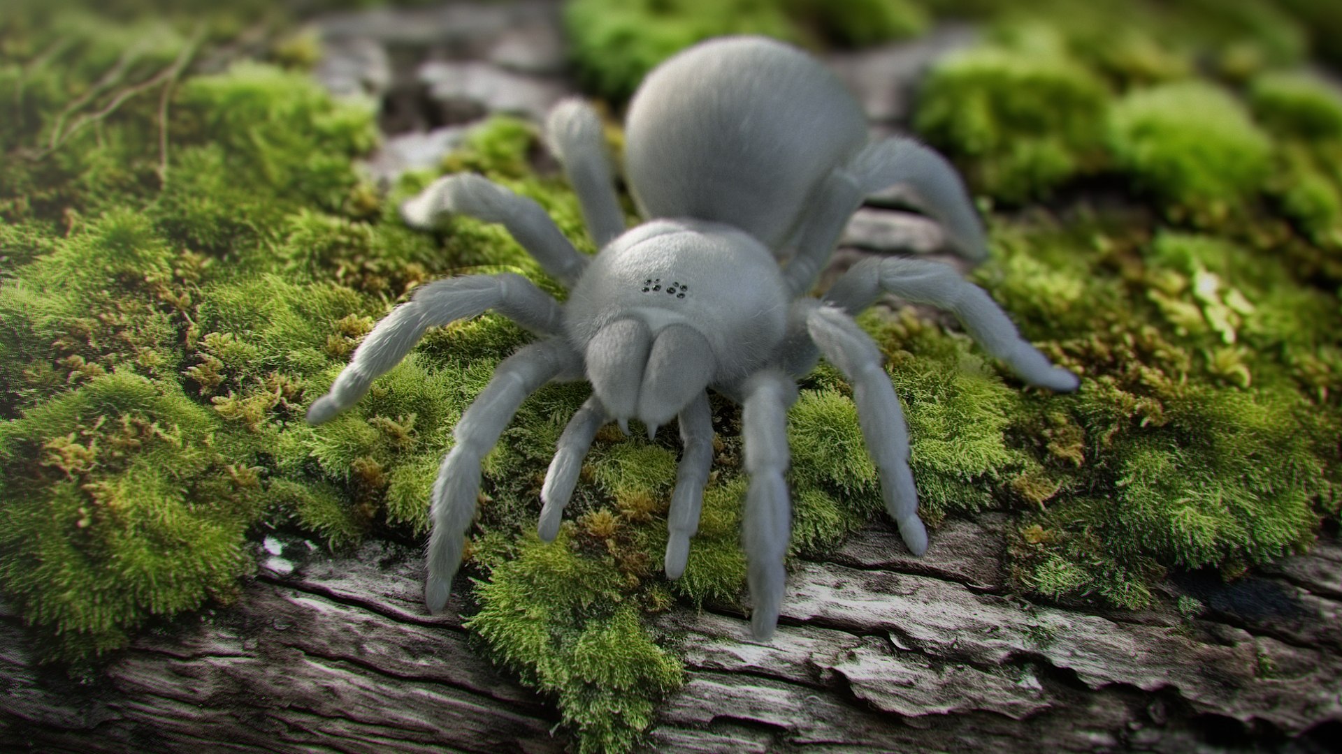 3D Tarantula Spider Rigged Xgen https://p.turbosquid.com/ts-thumb/rM/b5aDKY/5H/tarantula_scene_01_clay/jpg/1726819733/1920x1080/fit_q87/6f2d630d1f193e08b0593fe46b79f006ce6cfb59/tarantula_scene_01_clay.jpg