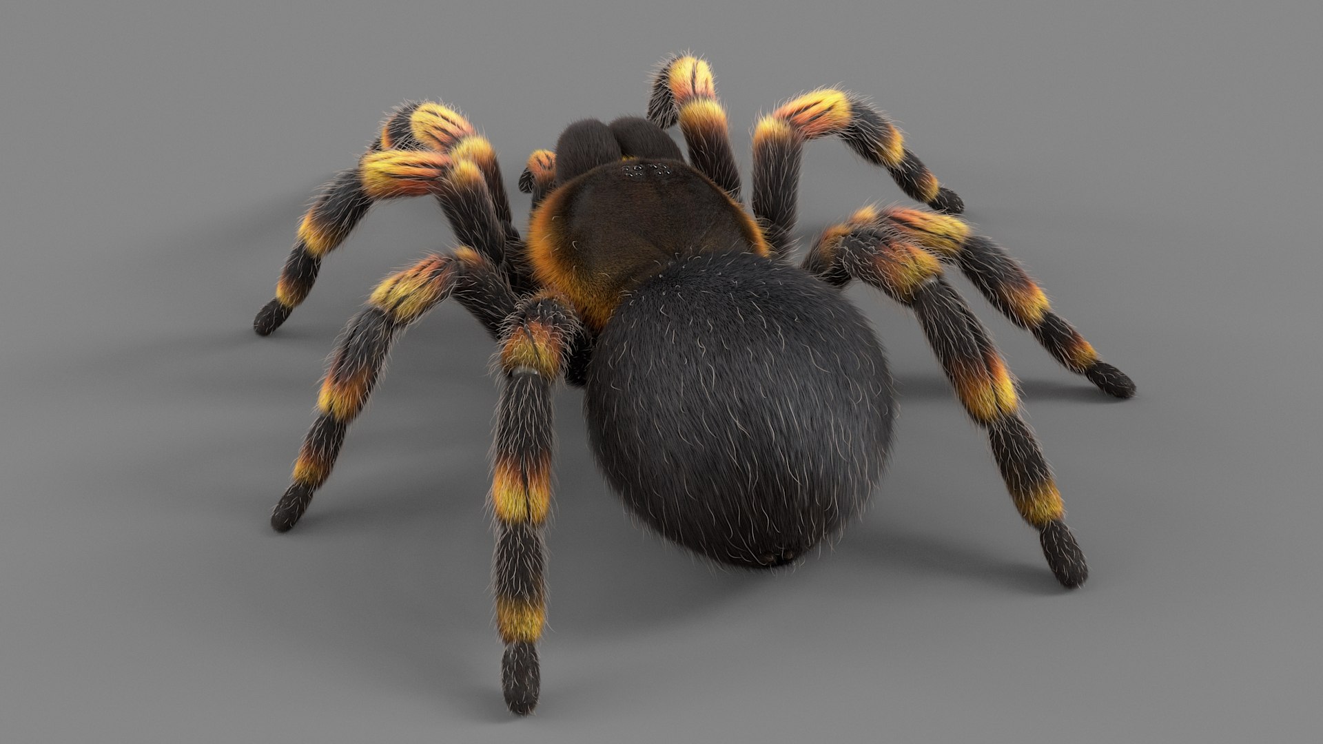 3D Tarantula Spider Rigged Xgen https://p.turbosquid.com/ts-thumb/rM/b5aDKY/5S/tarantula_07/jpg/1726819786/1920x1080/fit_q87/45213e6d7c3bd686aeabc10e1a9d022510666588/tarantula_07.jpg