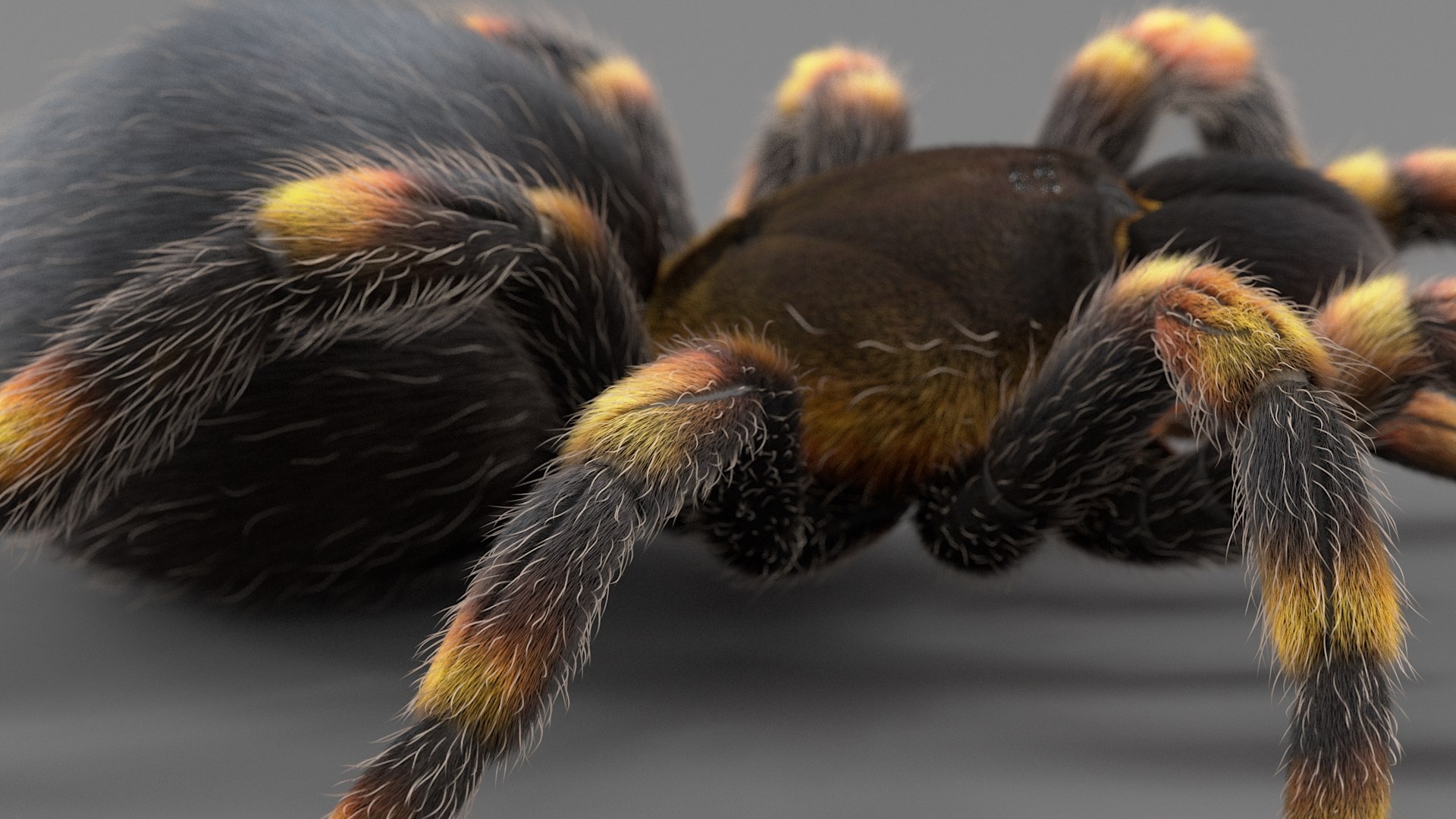 3D Tarantula Spider Rigged Xgen https://p.turbosquid.com/ts-thumb/rM/b5aDKY/7T/tarantula_14/jpg/1726819798/1920x1080/fit_q87/ed90616754c89071a4564b83a346677cea14dce4/tarantula_14.jpg