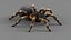 3D Tarantula Spider Rigged Xgen