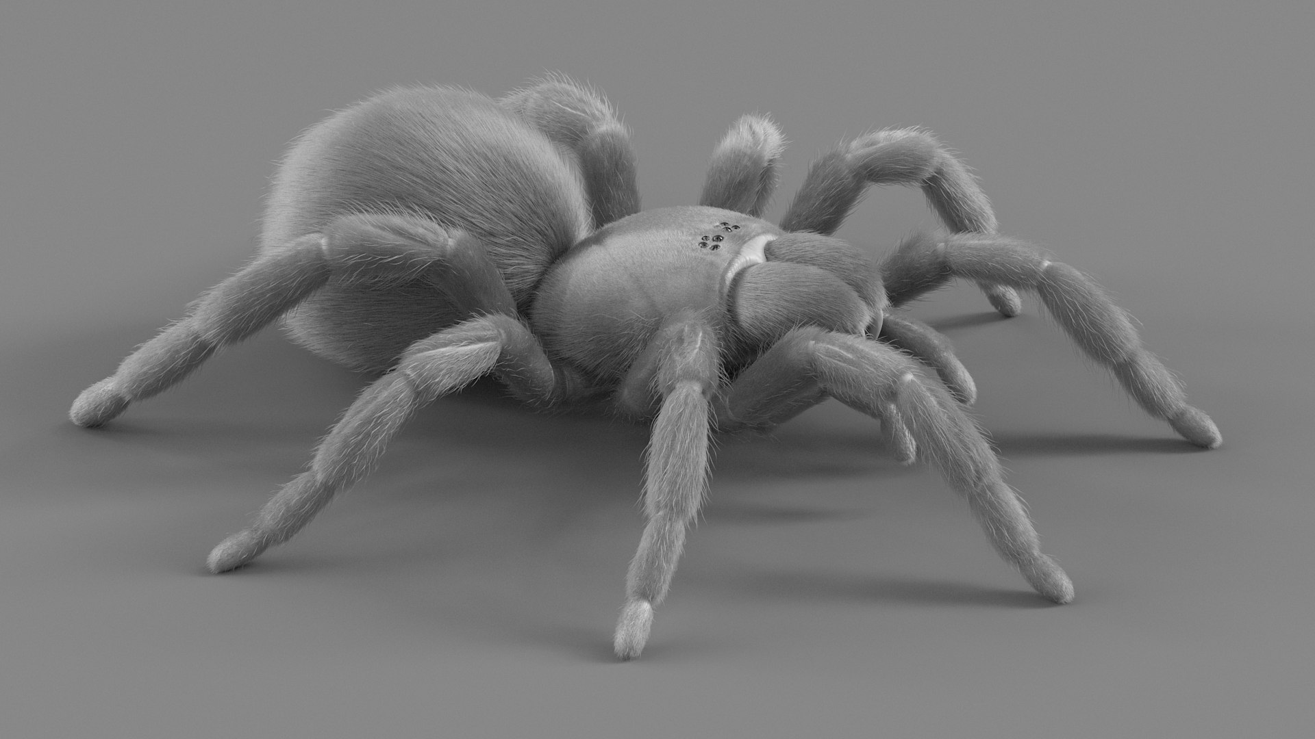 3D Tarantula Spider Rigged Xgen https://p.turbosquid.com/ts-thumb/rM/b5aDKY/9N/tarantula_17/jpg/1726819802/1920x1080/fit_q87/150a783ccfd8b69744821de1f1bf7f6fcd8e7370/tarantula_17.jpg