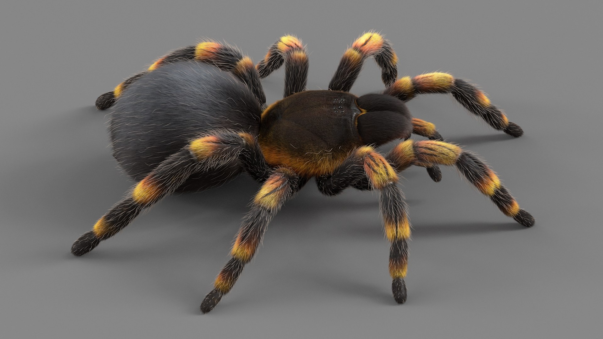 3D Tarantula Spider Rigged Xgen https://p.turbosquid.com/ts-thumb/rM/b5aDKY/D5/tarantula_04/jpg/1726819782/1920x1080/fit_q87/3d490c08eca3b0bcd8ae611ba74e97276501f3a8/tarantula_04.jpg