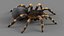 3D Tarantula Spider Rigged Xgen