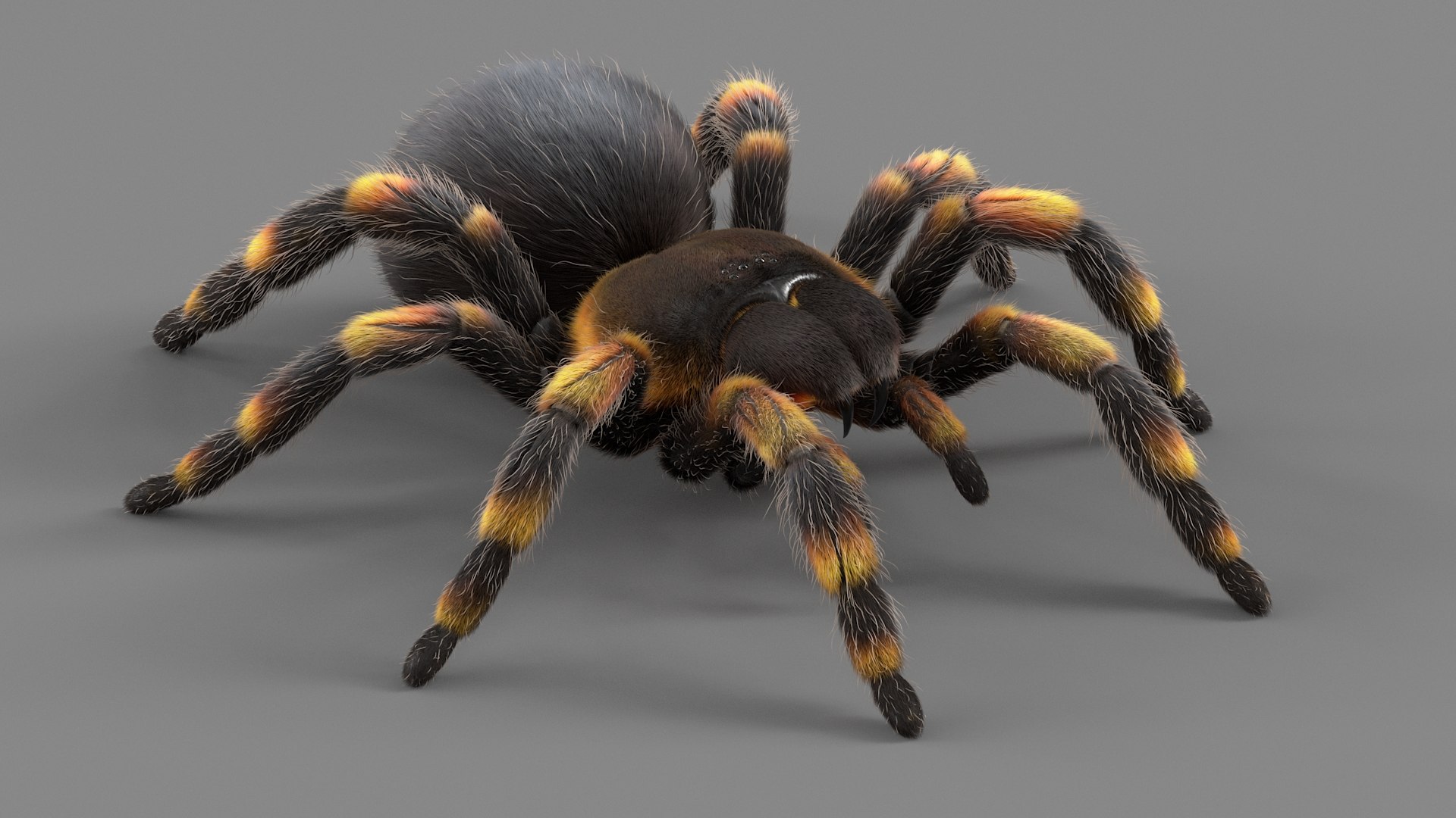 3D Tarantula Spider Rigged Xgen https://p.turbosquid.com/ts-thumb/rM/b5aDKY/Do/tarantula_02/jpg/1726819657/1920x1080/fit_q87/26c9518f5ee866accae3a90f53ee08b515048119/tarantula_02.jpg