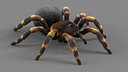 Tarantula Spider Rigged Xgen
