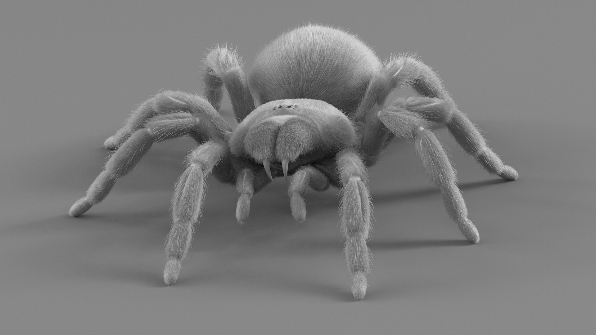 3D Tarantula Spider Rigged Xgen https://p.turbosquid.com/ts-thumb/rM/b5aDKY/EA/tarantula_24/jpg/1726819811/1920x1080/fit_q87/fb5e674218f08da54beb81213f1e67e5af321767/tarantula_24.jpg