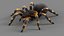 3D Tarantula Spider Rigged Xgen
