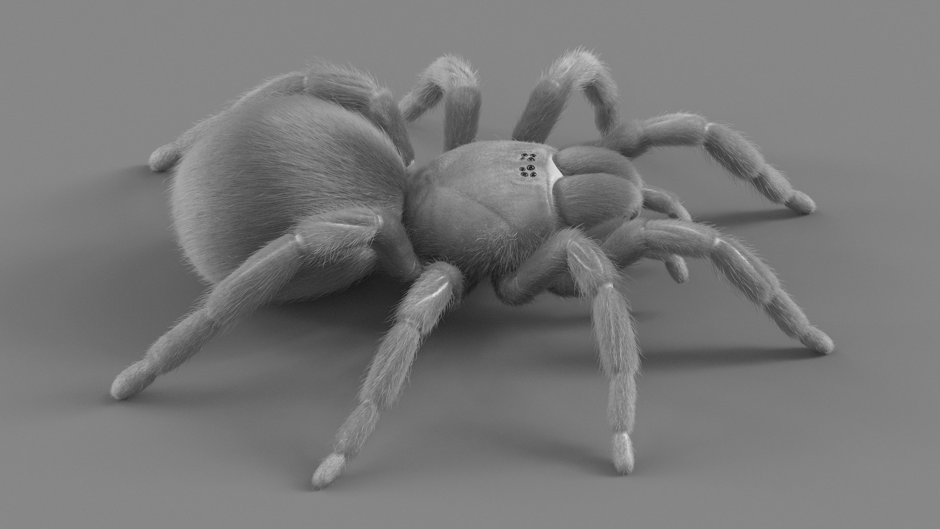 3D Tarantula Spider Rigged Xgen https://p.turbosquid.com/ts-thumb/rM/b5aDKY/O4/tarantula_18/jpg/1726819802/1920x1080/fit_q87/813b8617bac451508f98aec218bd8e0f18931cd8/tarantula_18.jpg