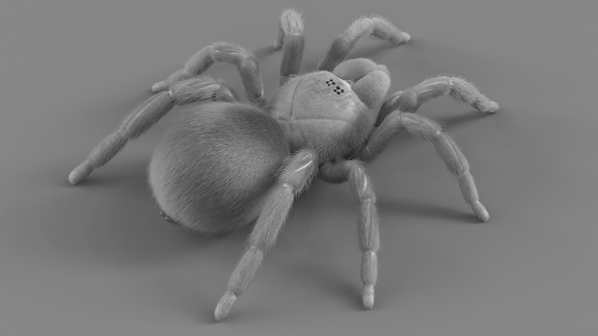 3D Tarantula Spider Rigged Xgen https://p.turbosquid.com/ts-thumb/rM/b5aDKY/TV/tarantula_19/jpg/1726819803/1920x1080/fit_q87/0c69ad892f765bec20b29c97e119daa71b0b4be6/tarantula_19.jpg