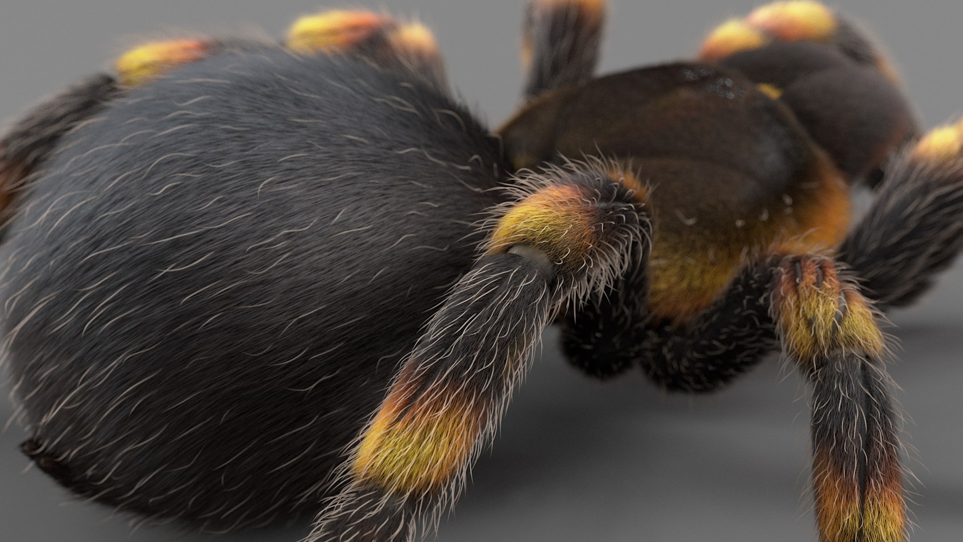 3D Tarantula Spider Rigged Xgen https://p.turbosquid.com/ts-thumb/rM/b5aDKY/YK/tarantula_15/jpg/1726819798/1920x1080/fit_q87/96a0a91e8128fc8ed68c02a546eeaa971a3d09cd/tarantula_15.jpg