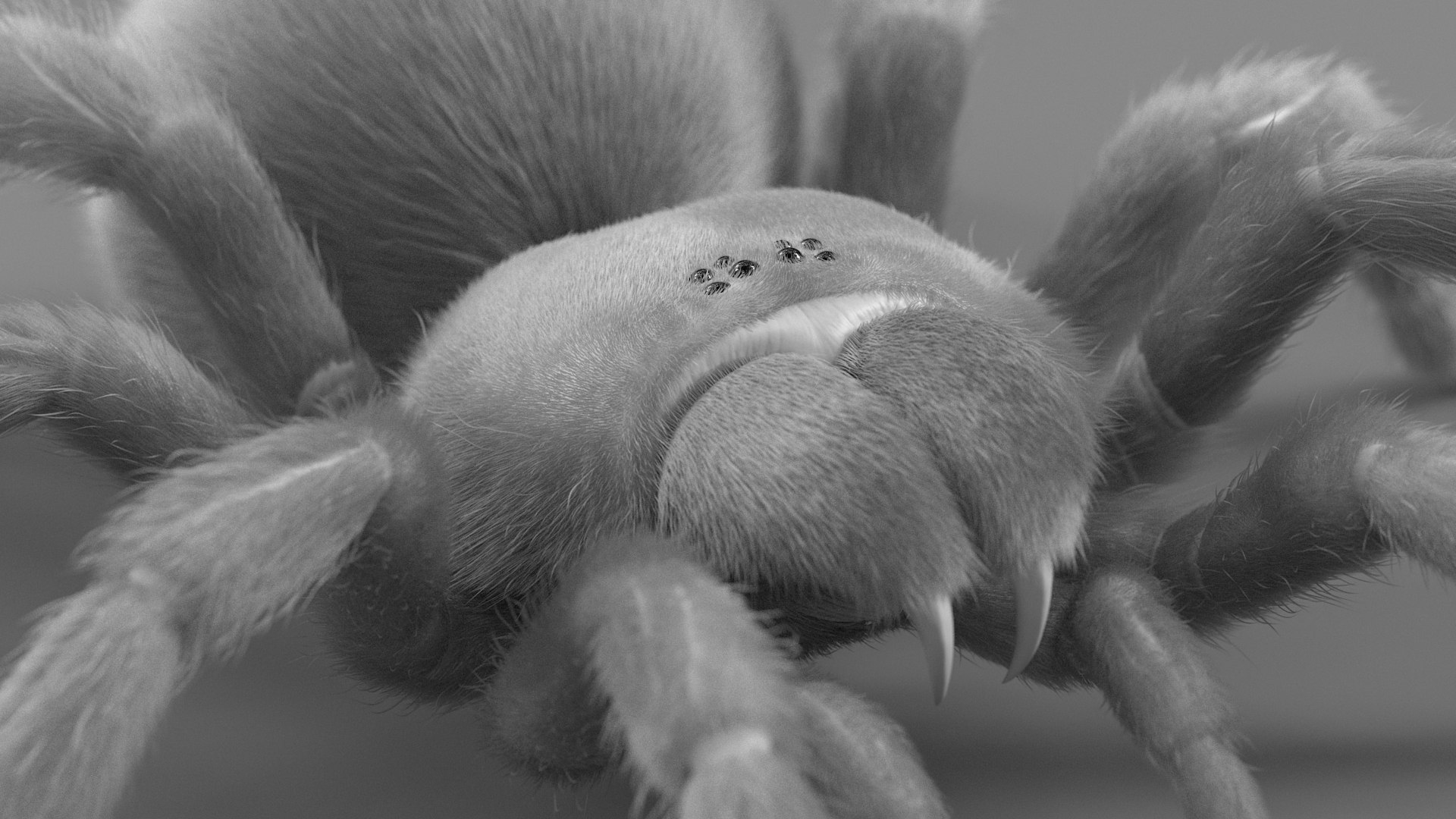 3D Tarantula Spider Rigged Xgen https://p.turbosquid.com/ts-thumb/rM/b5aDKY/Z9/tarantula_26/jpg/1726819815/1920x1080/fit_q87/8a98cc123a61fac1282923a428f026dd5e7b5778/tarantula_26.jpg