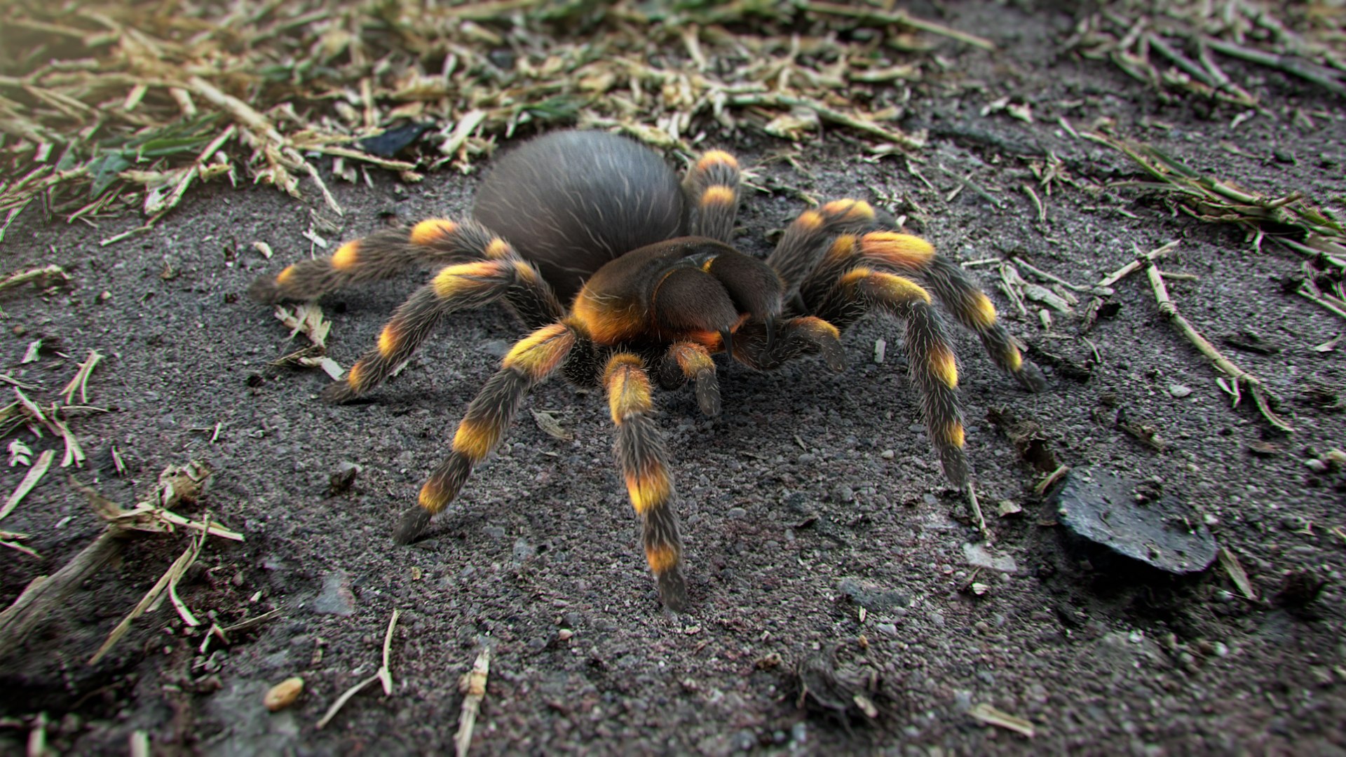 3D Tarantula Spider Rigged Xgen https://p.turbosquid.com/ts-thumb/rM/b5aDKY/dy/tarantula_scene_02/jpg/1726819737/1920x1080/fit_q87/c32564e63172d302bf96bd87c324ae58904a5ff5/tarantula_scene_02.jpg