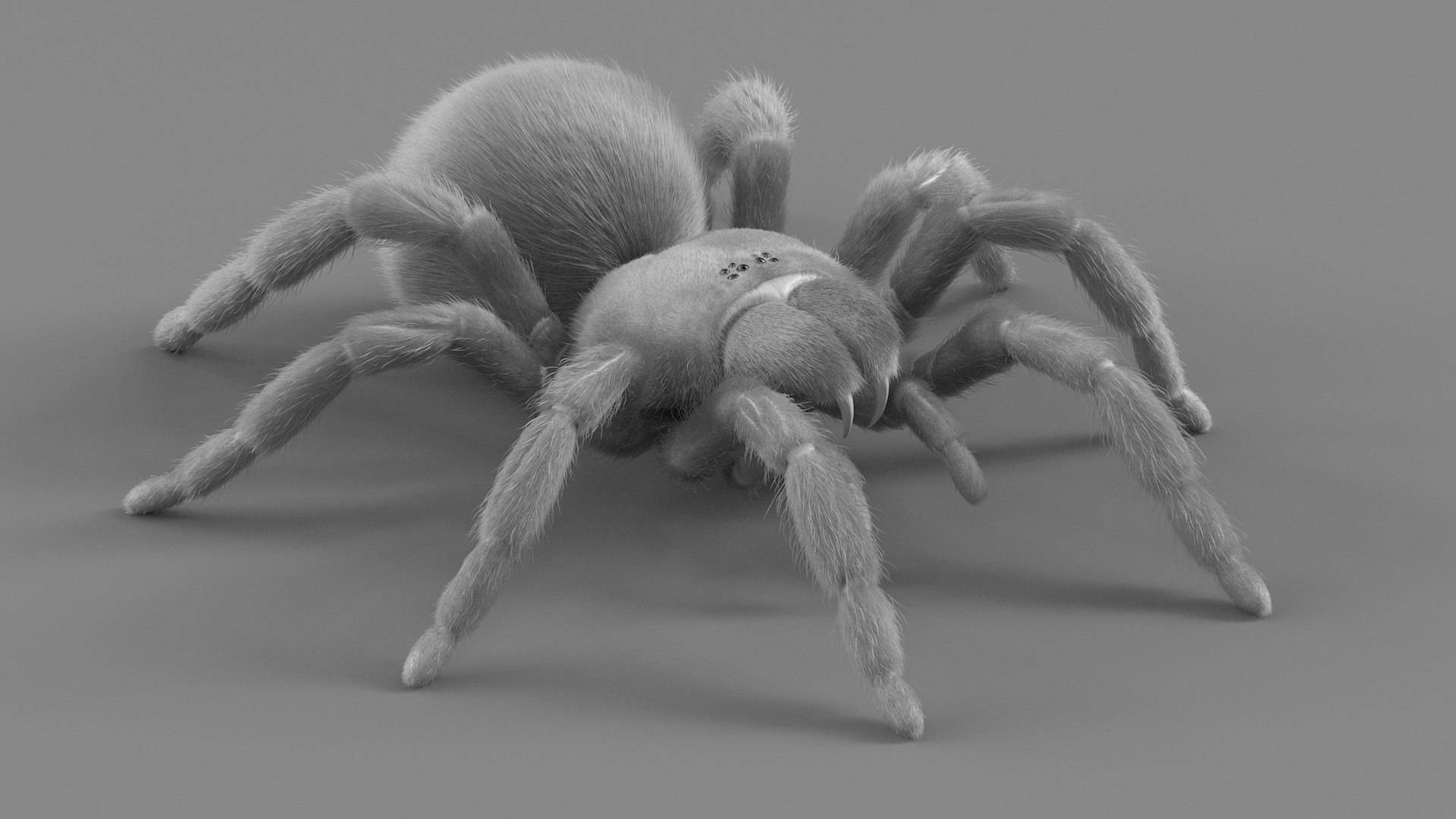 3D Tarantula Spider Rigged Xgen https://p.turbosquid.com/ts-thumb/rM/b5aDKY/eZ/tarantula_16/jpg/1726819799/1920x1080/fit_q87/f3e1301e84098864536bcf46d5a5cc90fed0d570/tarantula_16.jpg