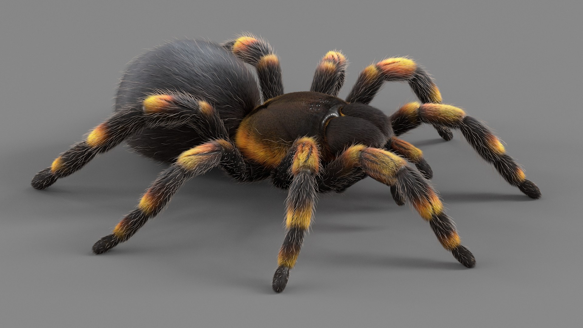 3D Tarantula Spider Rigged Xgen https://p.turbosquid.com/ts-thumb/rM/b5aDKY/g7/tarantula_03/jpg/1726819781/1920x1080/fit_q87/8b226333099a3e4383dd0083aa7c09d92e0e2ce7/tarantula_03.jpg