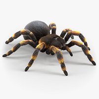 Tarantula Spider Rigged Xgen