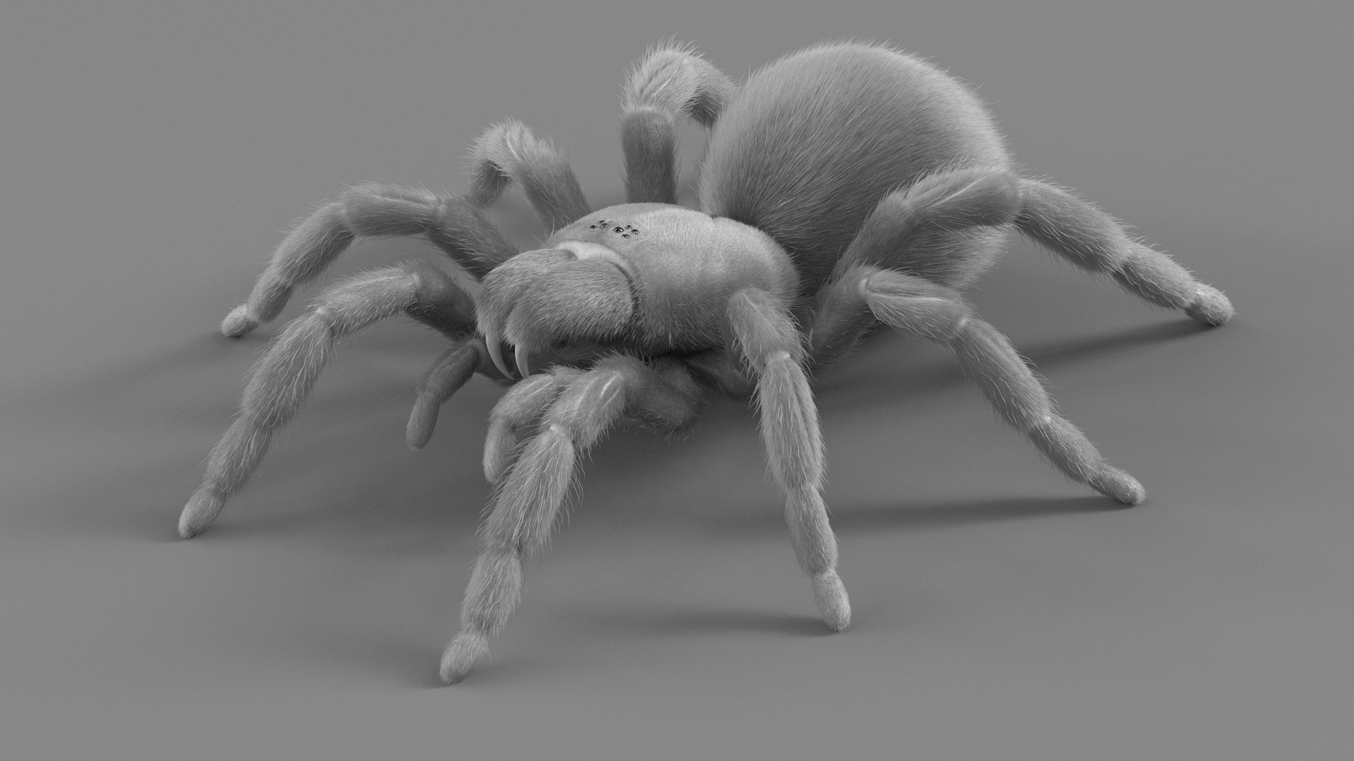3D Tarantula Spider Rigged Xgen https://p.turbosquid.com/ts-thumb/rM/b5aDKY/lz/tarantula_23/jpg/1726819810/1920x1080/fit_q87/4f547ee4669da8d2856e28c8b4014756639b7707/tarantula_23.jpg