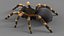 3D Tarantula Spider Rigged Xgen
