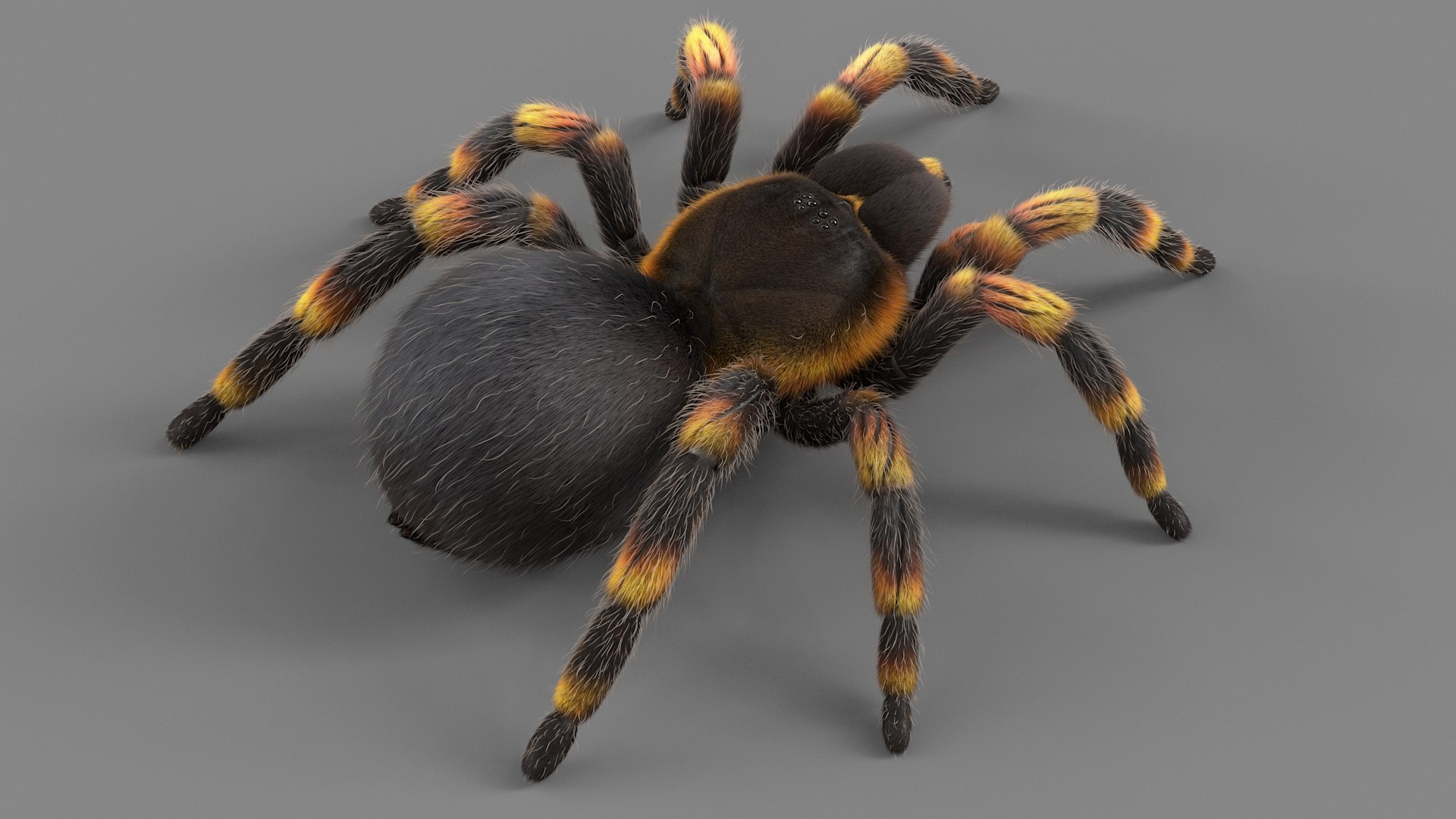 3D Tarantula Spider Rigged Xgen https://p.turbosquid.com/ts-thumb/rM/b5aDKY/ud/tarantula_05/jpg/1726819784/1920x1080/fit_q87/b123793f91aa936742e5fa395d8dacd3e7a13a39/tarantula_05.jpg