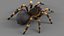 3D Tarantula Spider Rigged Xgen