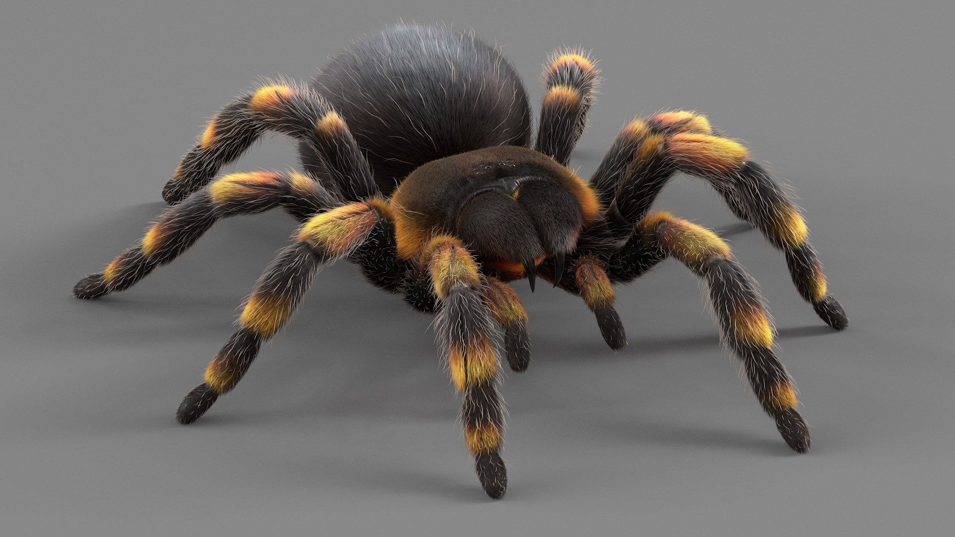 3D Tarantula Spider Rigged Xgen https://p.turbosquid.com/ts-thumb/rM/b5aDKY/xl/tarantula_11/jpg/1726819793/1920x1080/fit_q87/a9022dd83623a5626ed3733aa760023b64cfd9cc/tarantula_11.jpg