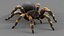 3D Tarantula Spider Rigged Xgen