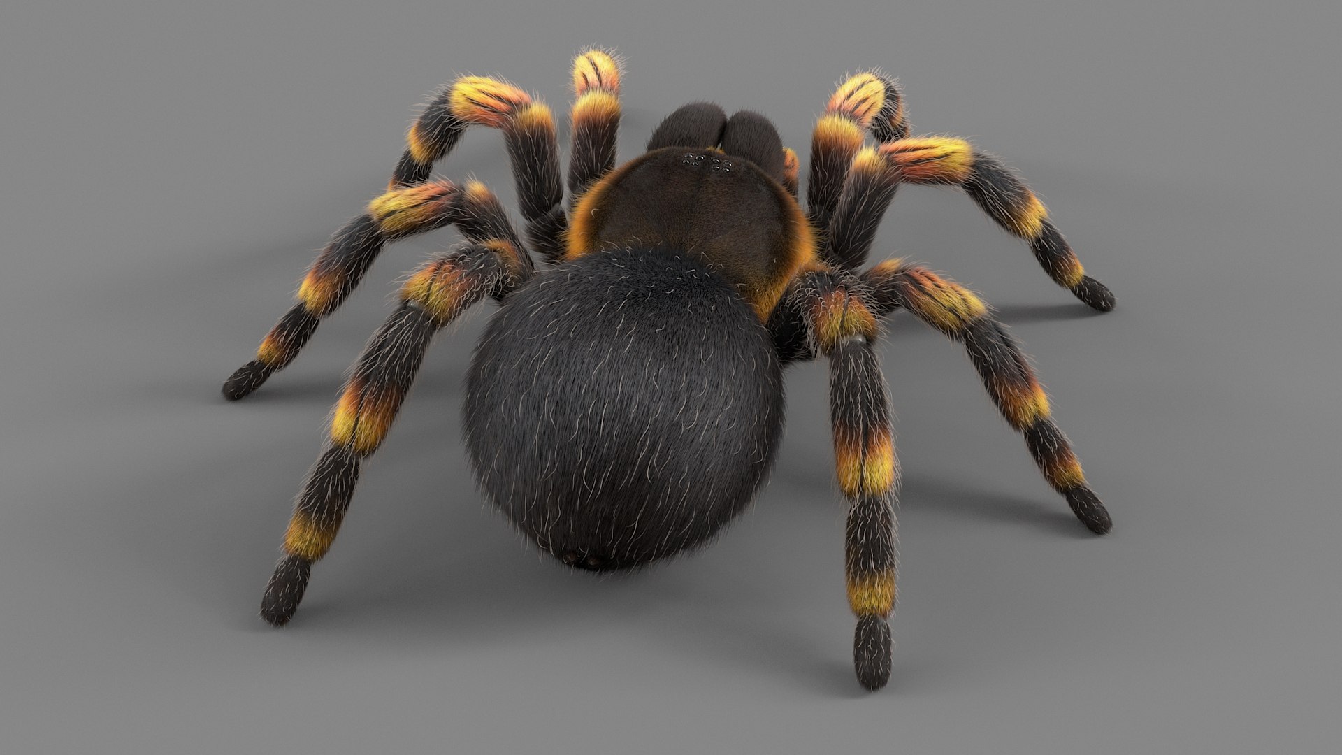 3D Tarantula Spider Rigged Xgen https://p.turbosquid.com/ts-thumb/rM/b5aDKY/zf/tarantula_06/jpg/1726819785/1920x1080/fit_q87/58ba270de61979a51685e25f79a0910343c00be6/tarantula_06.jpg