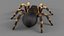 3D Tarantula Spider Rigged Xgen