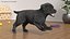 Walking to Running Retriever Puppy Fur Animated Rigged
